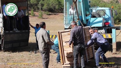 Gümüşhane'de 4 kızıl geyik doğaya salındı