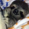 Happy International Sloth Day! The Sloth Institute Costa Rica & Toucan Rescue Ranch
