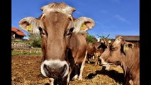 En 200 años la vaca será el animal más grande del planeta