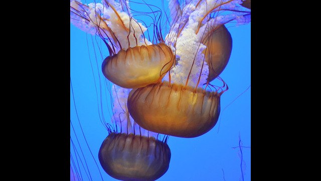 Se pone de moda tener medusas como mascotas