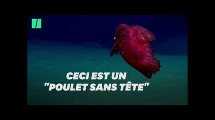 Ce monstre marin est aussi appelé "poulet sans tête"