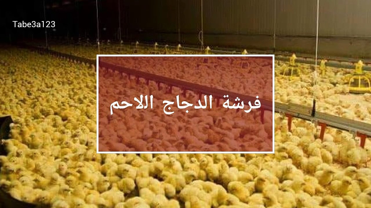 فرشة الدجاج اللاحم "الفراخ" و متطلباتها