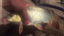 Mồi Câu Cá Chép Qúa Nhạy Cá Chép Đua Nhau Đớp Mồi [Carp Fishing]