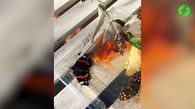 Elle trouve un papillon dans un piteux état et réussi à le sauver