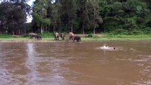 Un éléphant courageux se jette à l'eau pour sauver un homme