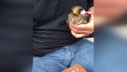 Zonguldak Yaralı Kerkenezi Evinde Besleyip Sağlığına Kavuşturdu