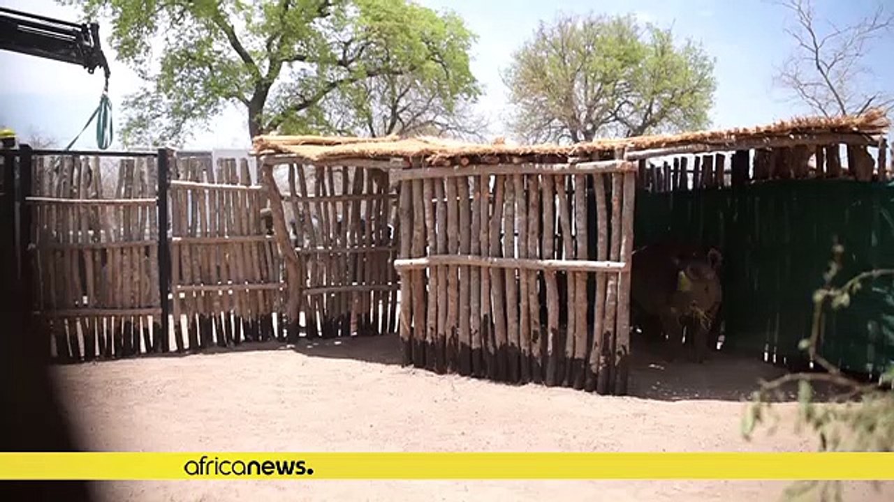 Mort de deux des six rhinocéros noirs réintroduits en mai au Tchad