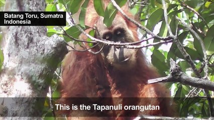 China-backed hydro dam threatens world’s rarest orangutan
