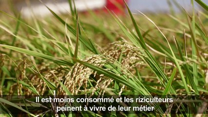 Aliment sacré, le riz japonais mis à l'épreuve