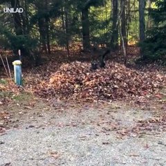German Shepherd Dives Through Huge Leaf Pile