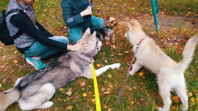 ЦВЕТ НАСТРОЕНИЯ РЫЖИЙ! Хаски Бублик. Говорящая собака
