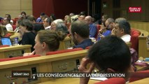 Colloque pour sauver les grands singes au Sénat