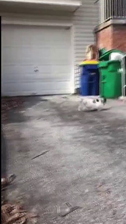 Cat Runs Into Bush, Turns Into A Corgi