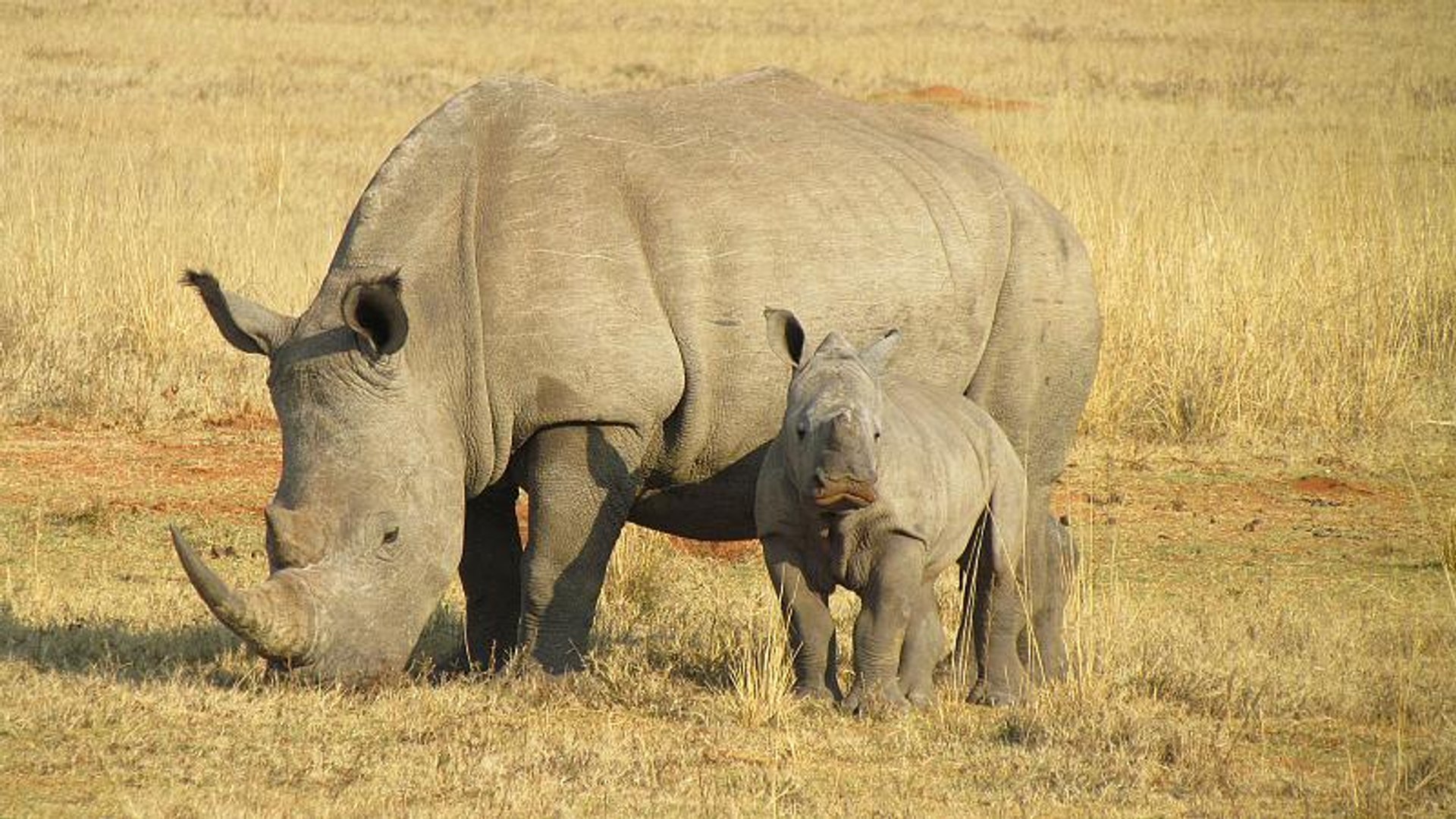 ⁣Raw Politics: Orban adopts a baby rhino