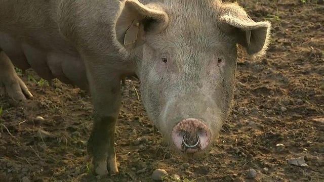 «Свободные» свиньи не стесняются