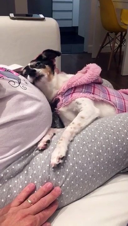 Adorable : ce chien veut sentir le bébé dans le ventre de sa maîtresse