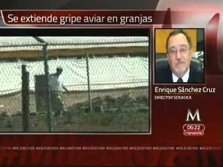 La gripe aviar no afecta al humano: SAGARPA