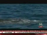 Incrementa el número de ballenas gris que llegan a Baja California