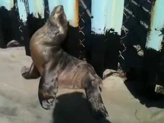 Foca bebé se luce en playas de Tijuana