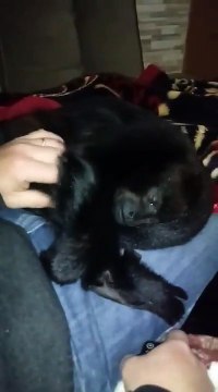 Hilarant : ce singe exige qu'on lui fasse des câlins