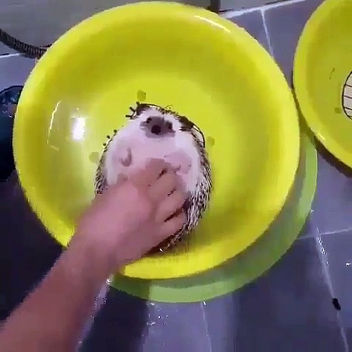Hedgehog sitting in his tube for some relaxition