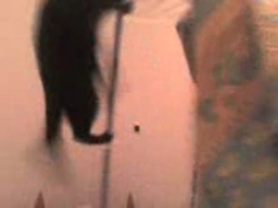 mon chat de compet (alias frou frou)