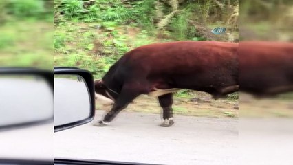 Giresun’da ineklere işkence gibi uygulama ile ilgili inceleme başlatıldı