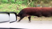 Giresun’da ineklere işkence gibi uygulama ile ilgili inceleme başlatıldı