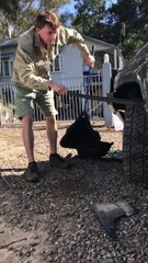 Big Red-Bellied Black Snake Retrieved from Car