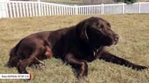 Chocolate Labrador Retrievers Are More Prone To Infections, Lesser Longevity: Study