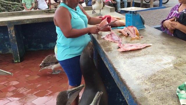 Un Lion de mer et des Pélicans font le marché !