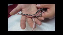 Il nous montre ses bébés serpents des blés et leur coloration incroyable