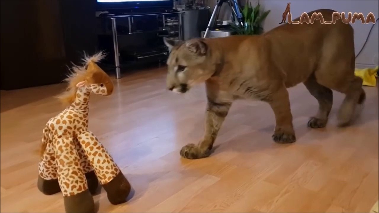 Ce puma joue avec sa peluche girafe et c'est adorable