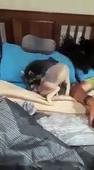 Un renard et un raton laveur jouent ensemble et c'est adorable