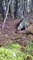 Phénomène rare et mystérieux filmé par un touriste :  le sol et les arbres de cette foret bougent