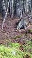 Phénomène rare et mystérieux filmé par un touriste :  le sol et les arbres de cette foret bougent