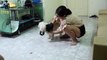 [SUPER] Lovely Smart Girl Playing Baby Cute Group Dogs | How To Play With Puppy Dog & Pet | ITFN
