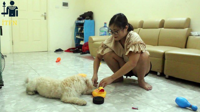 [SUPER] Lovely Smart Girl Playing Baby Cute Group Dogs | How To Play With Puppy Dog & Pet | ITFN