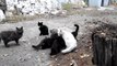 Good black kitten. Old white cat. Big cat family. [Cat life on the street]