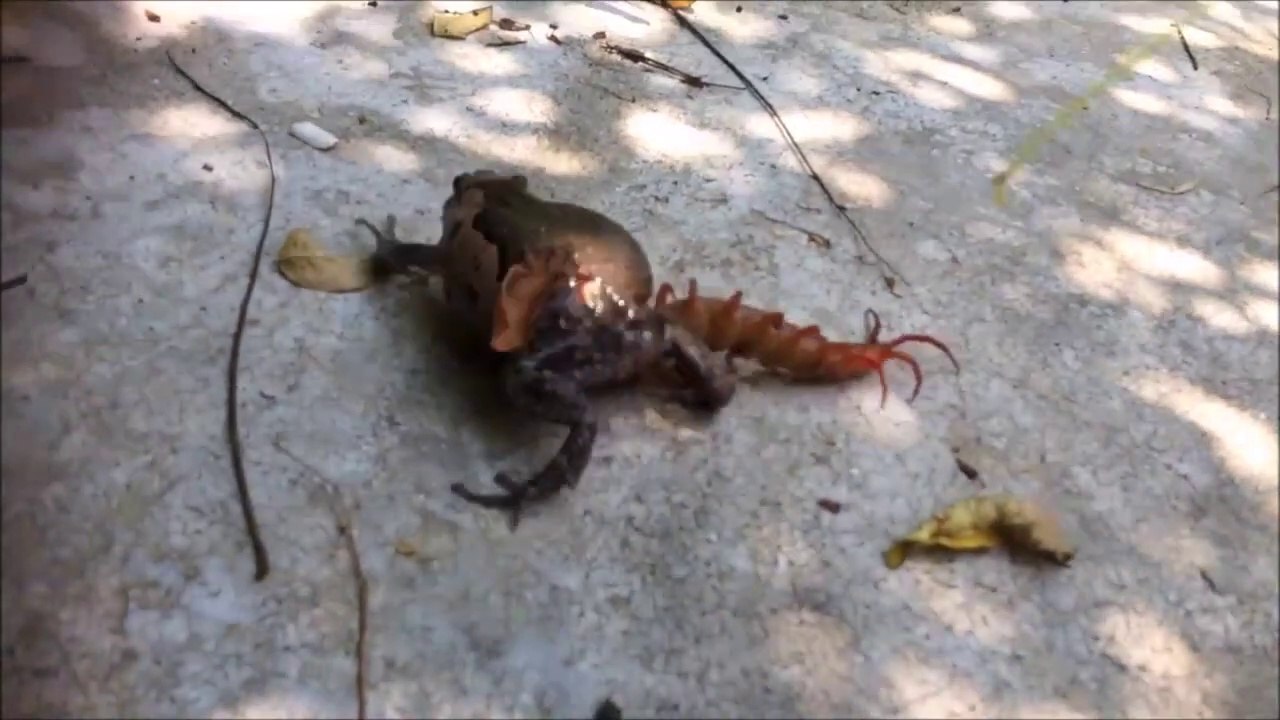 Un incroyable combat entre un crapaud et un mille-pattes géant.