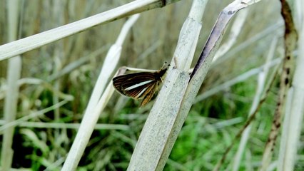 멸종위기 은줄팔랑나비 금강서 348마리 발견 / YTN