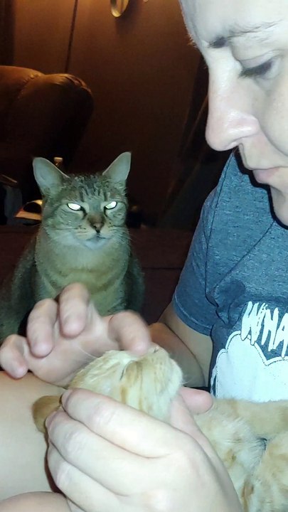 Sweet Jealous Kitty