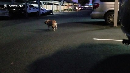Adorable bulldog is convinced something is lurking beneath these drain covers