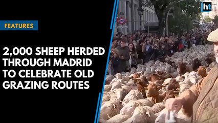 2,000 sheep herded through Madrid to celebrate La Fiesta de la Trashumancia