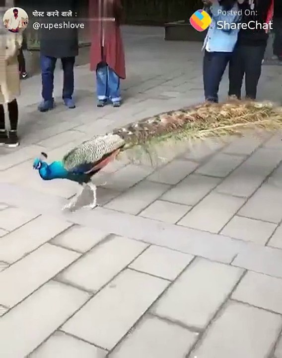Peacock spreading its wings