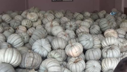 Kestane Kabağı Çiftçinin Yüzünü Güldürdü