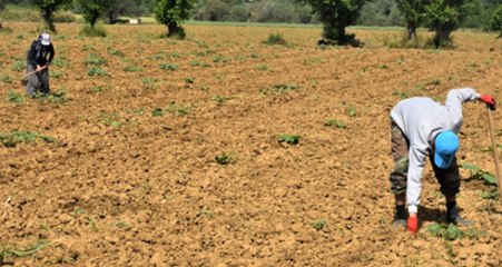 Tarladan Çıkmadan Alıcı Bulan Kestane Kabağı Köylüyü İhya Etti