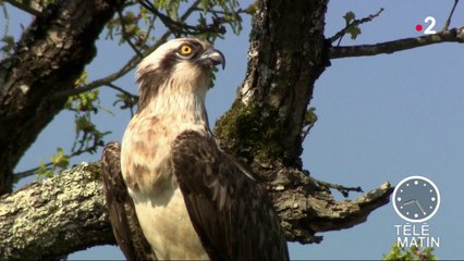Faune - Il est venu le temps de la migration…