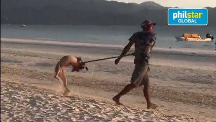 'Brutal' catching of stray dogs in Boracay caught on viral video