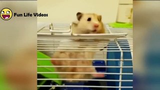 Funny Hamsters Videos Compilation #1 Cute And Funniest Hamster